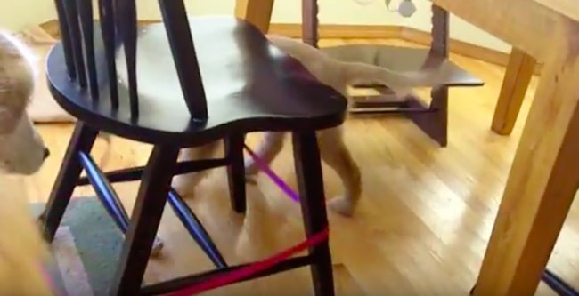 ゴールデンレトリーバー,動画