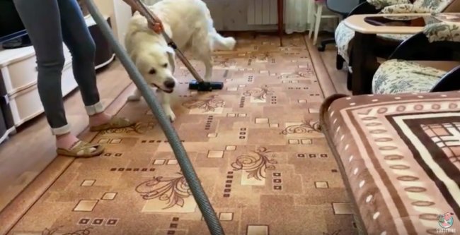 ゴールデンレトリーバー,動画