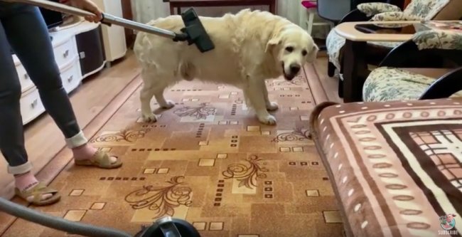 ゴールデンレトリーバー,動画