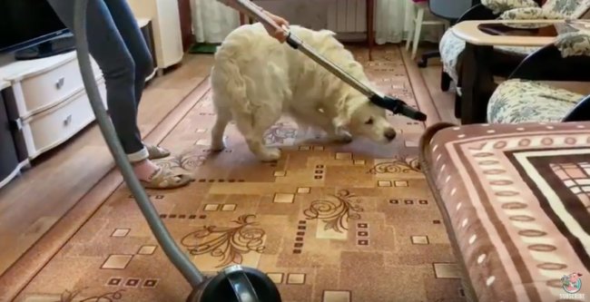 ゴールデンレトリーバー,動画