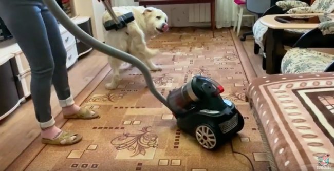 ゴールデンレトリーバー,動画