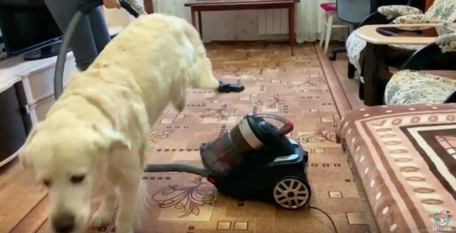 ゴールデンレトリーバー,動画