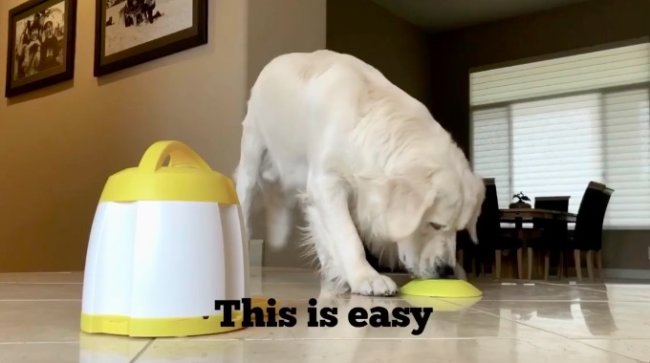 ゴールデンレトリーバー,動画