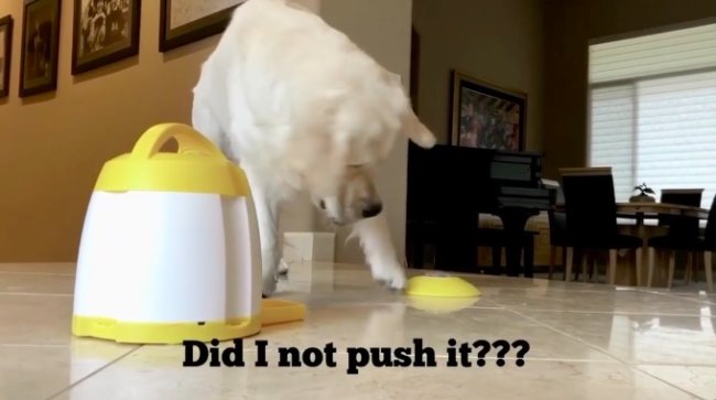 ゴールデンレトリーバー,動画