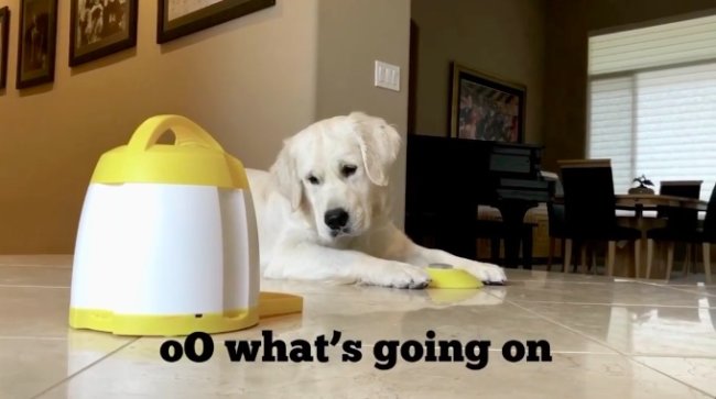 ゴールデンレトリーバー,動画