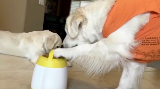 ゴールデンレトリーバー,動画