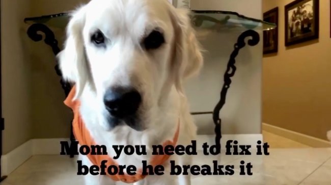 ゴールデンレトリーバー,動画