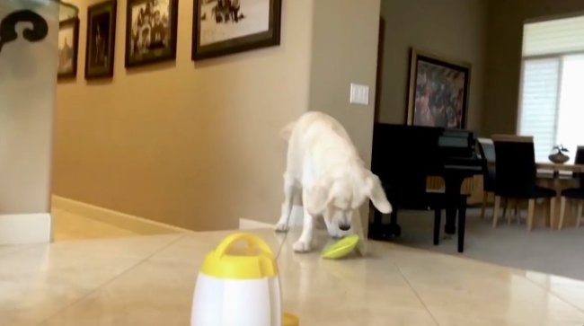 ゴールデンレトリーバー,動画