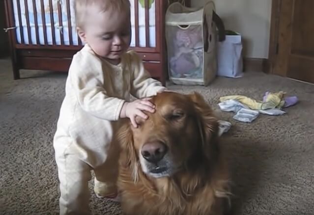 ゴールデンレトリーバー,動画