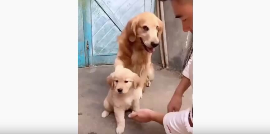 ゴールデンレトリーバー,動画