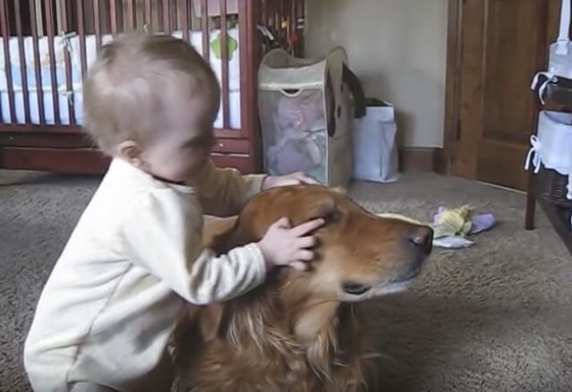 ゴールデンレトリーバー,動画