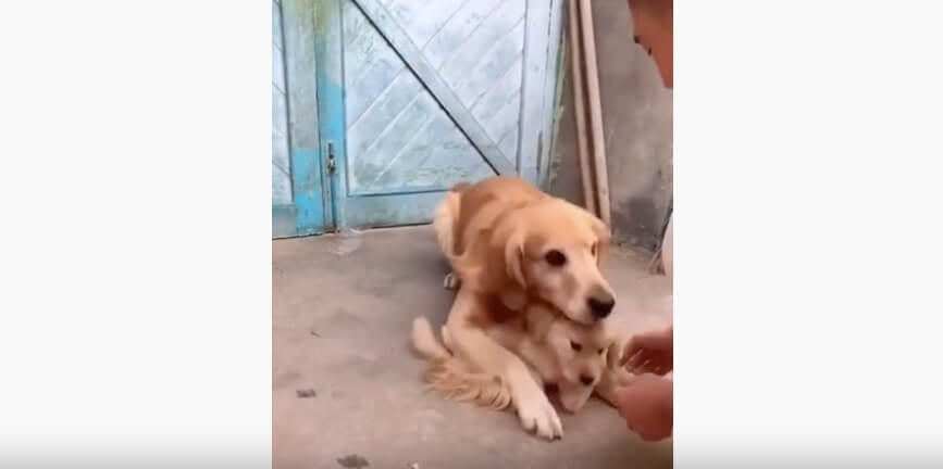 ゴールデンレトリーバー,動画