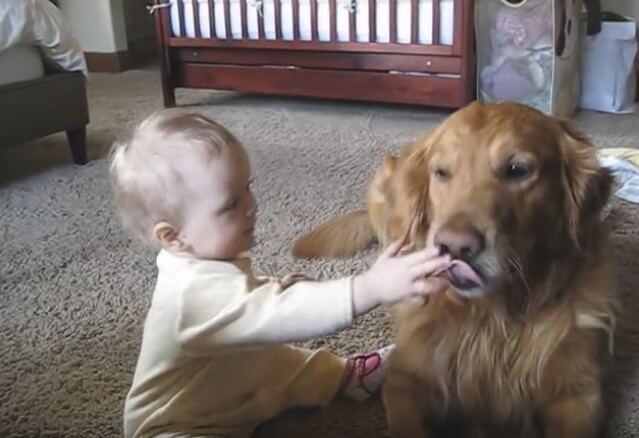 ゴールデンレトリーバー,動画