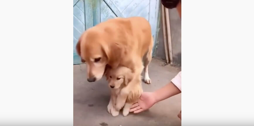 ゴールデンレトリーバー,動画