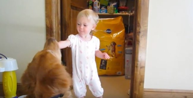 ゴールデンレトリーバー,動画