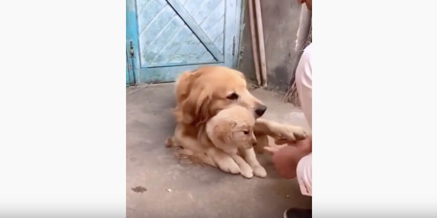 ゴールデンレトリーバー,動画