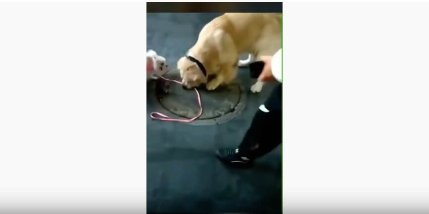 ゴールデンレトリーバー,動画