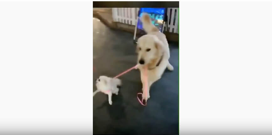 ゴールデンレトリーバー,動画