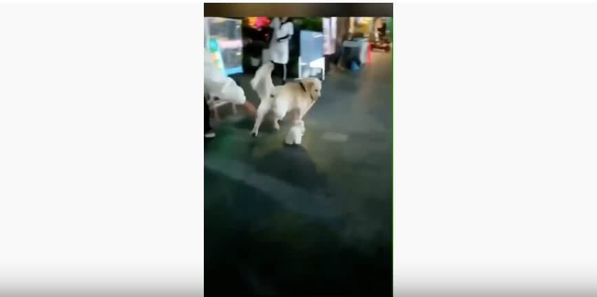 ゴールデンレトリーバー,動画