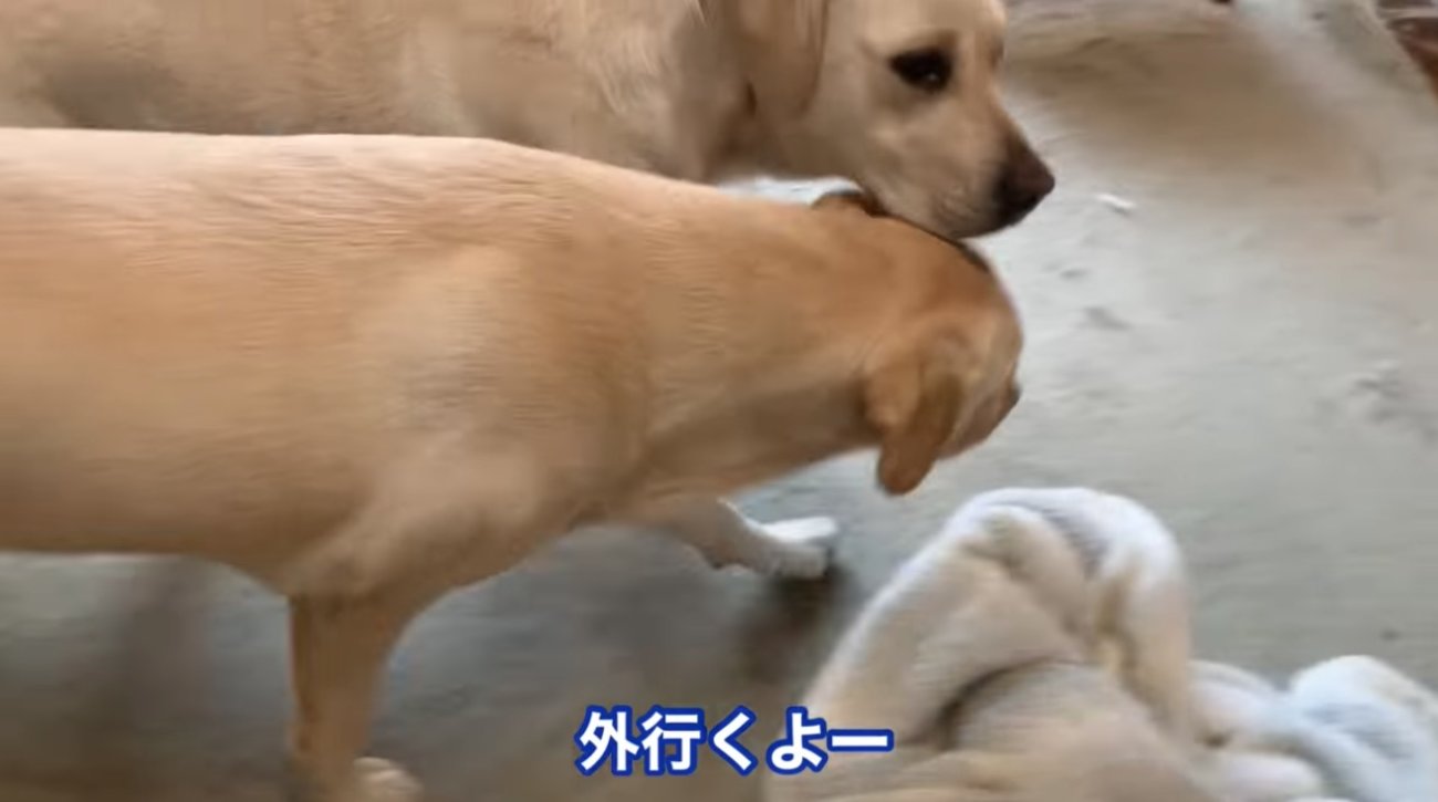 ラブラドールレトリーバー,動画