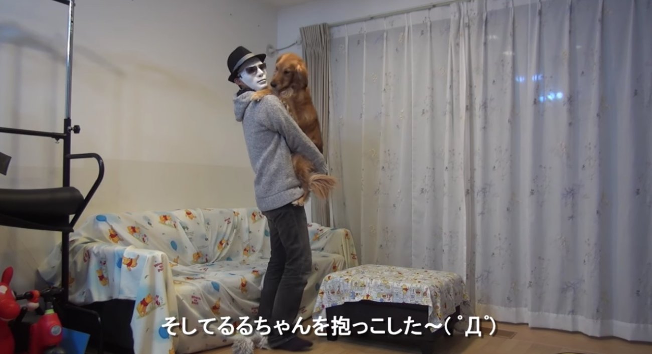 ゴールデンレトリーバー,動画