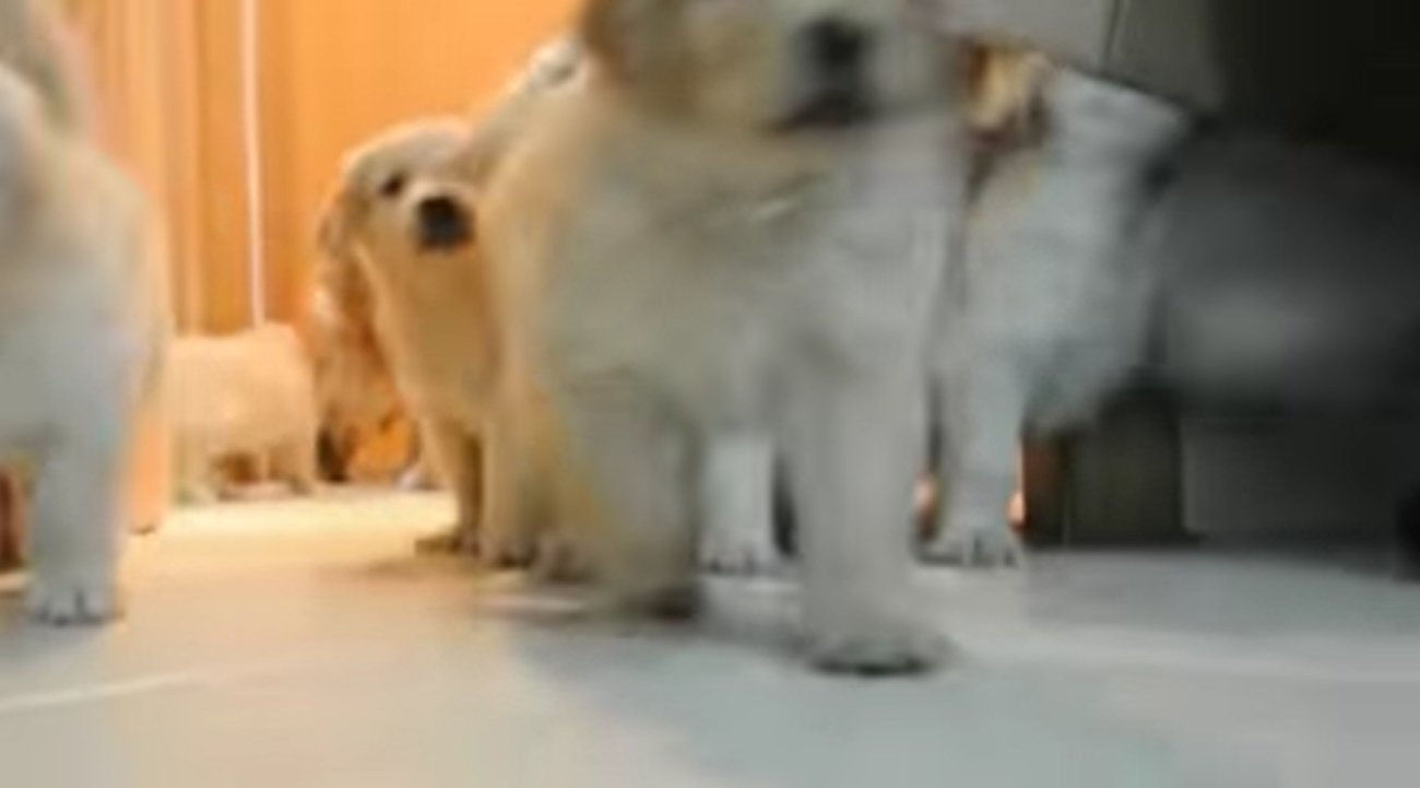 ゴールデンレトリーバー,動画