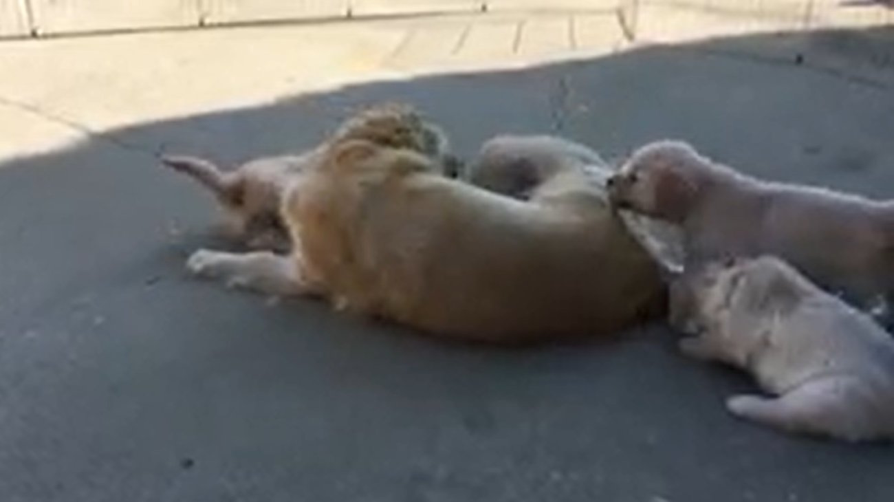 ゴールデンレトリーバー,動画