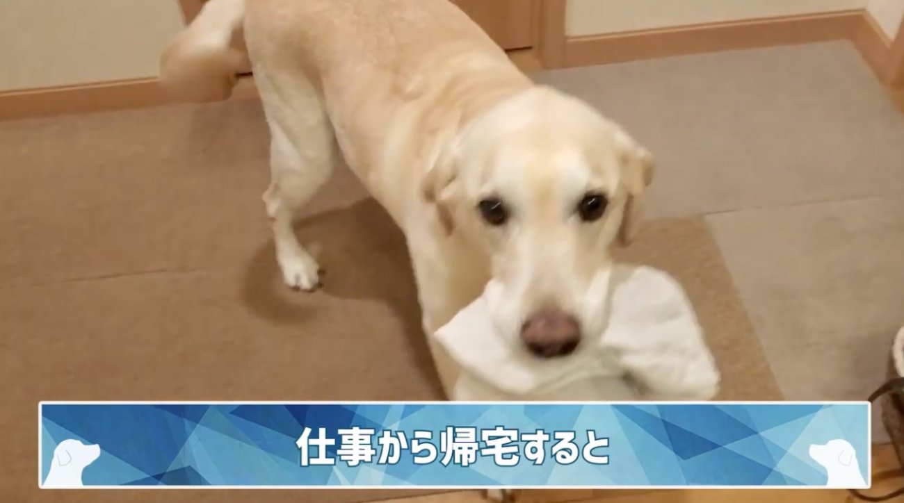 ラブラドールレトリーバー,動画