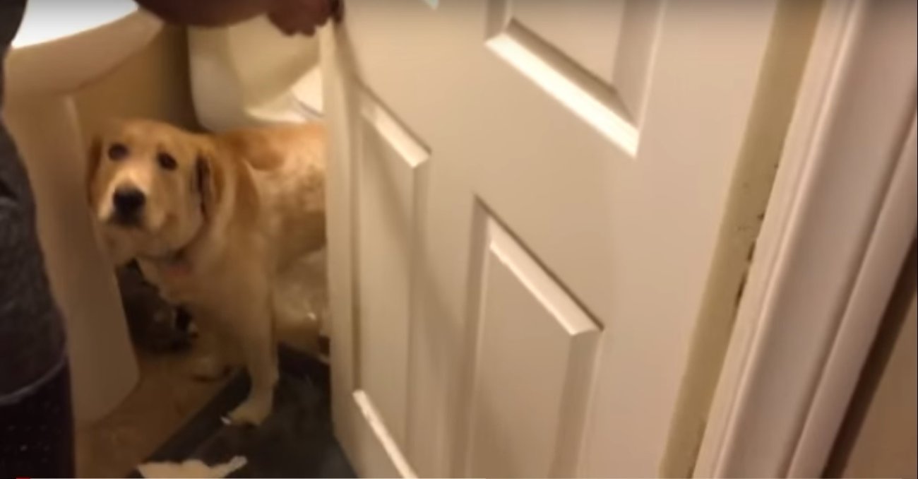 ゴールデンレトリーバー,動画