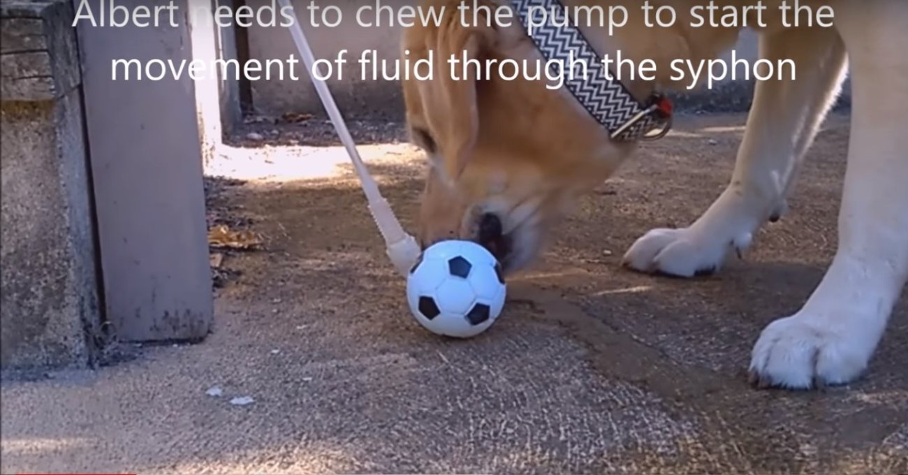 ゴールデンレトリーバー,動画