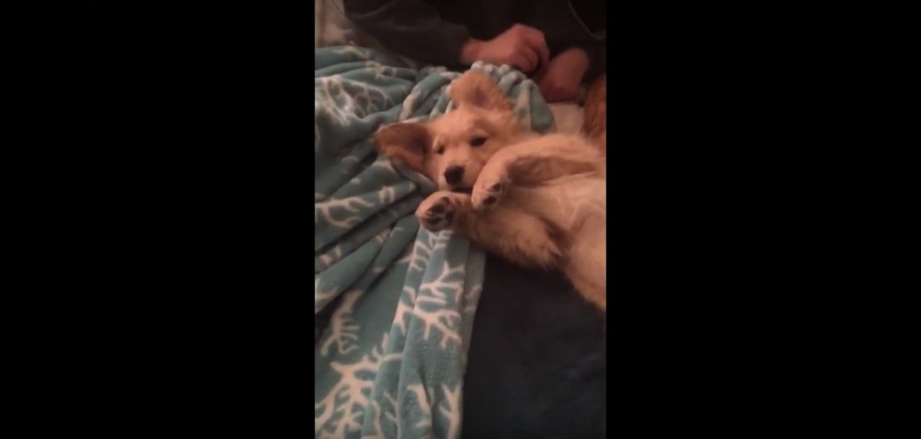 ゴールデンレトリーバー,動画