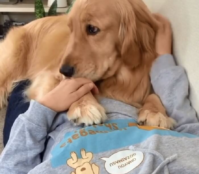 ゴールデンレトリーバー,動画