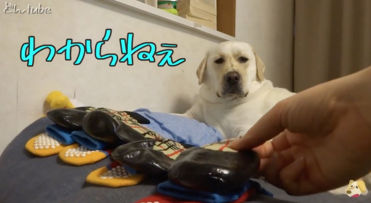 ラブラドールレトリーバー,動画