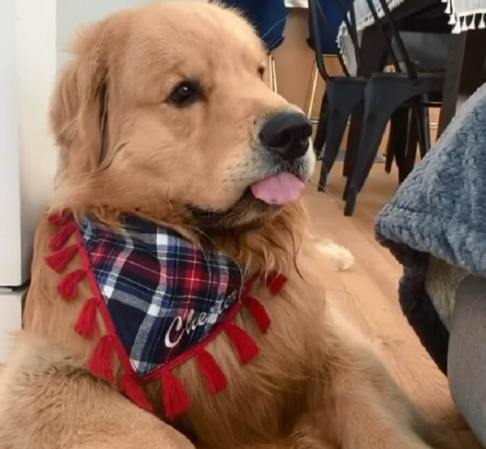 ゴールデンレトリーバー,動画