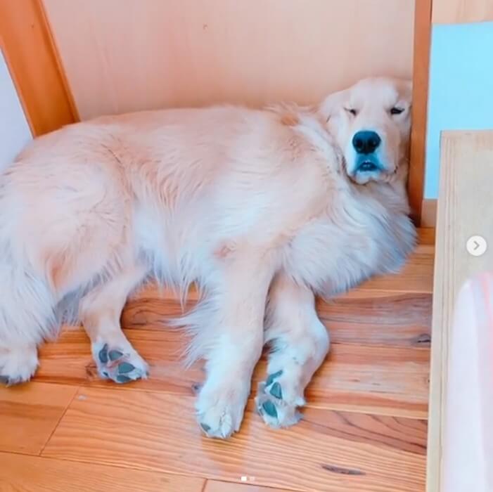 ゴールデンレトリーバー,動画