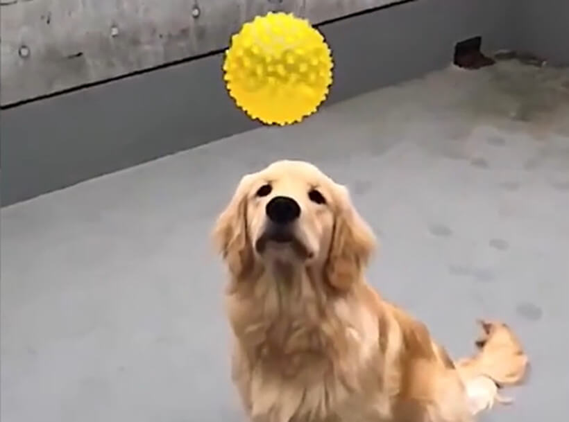 ゴールデンレトリーバー,動画