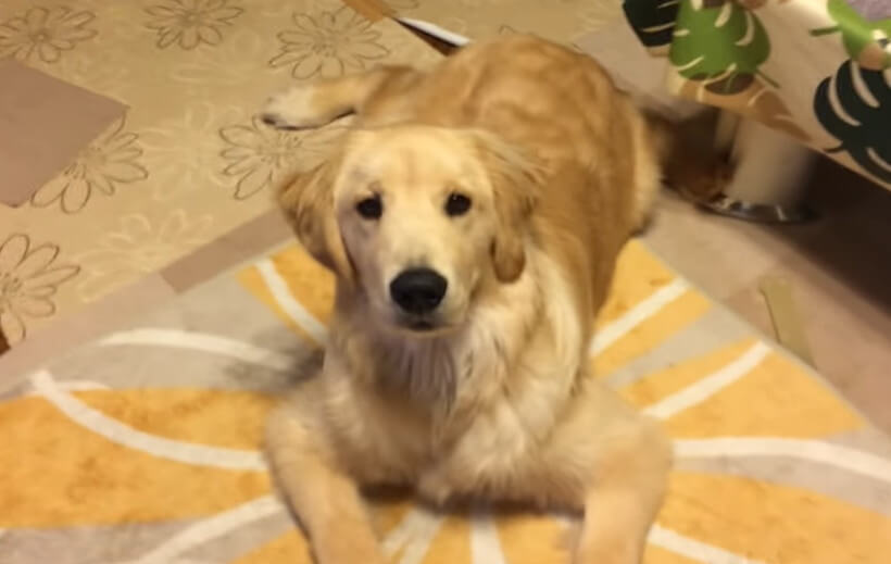 ゴールデンレトリーバー,動画