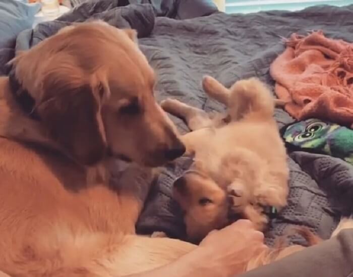 ゴールデンレトリーバー,動画