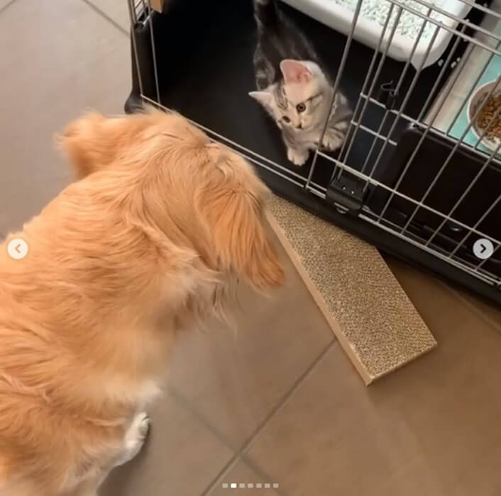 ゴールデンレトリーバー,動画