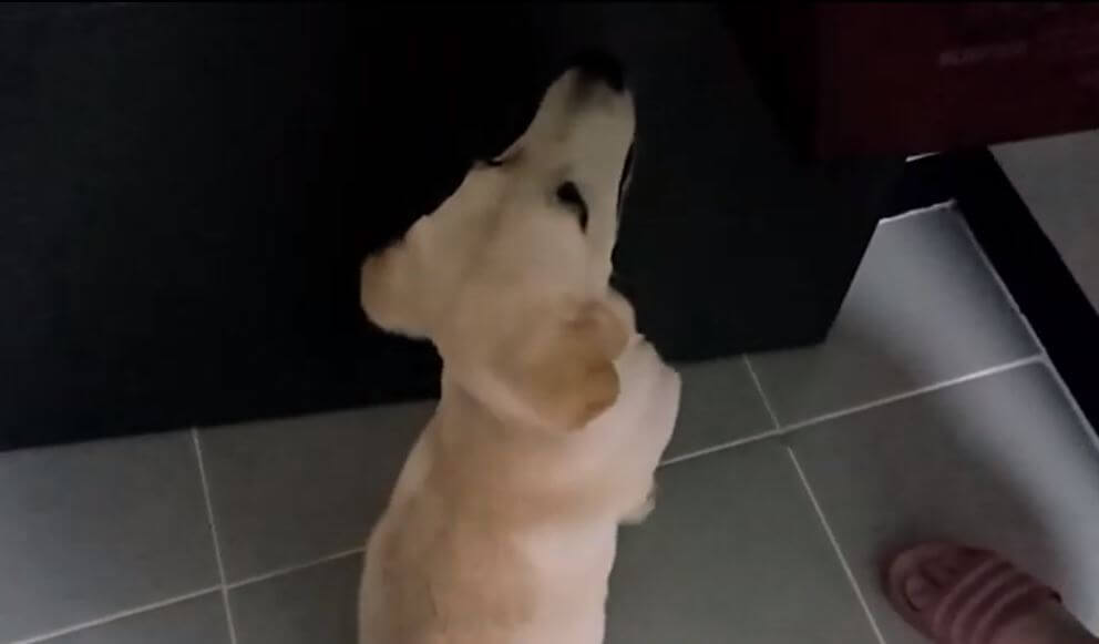 ラブラドールレトリーバー,動画