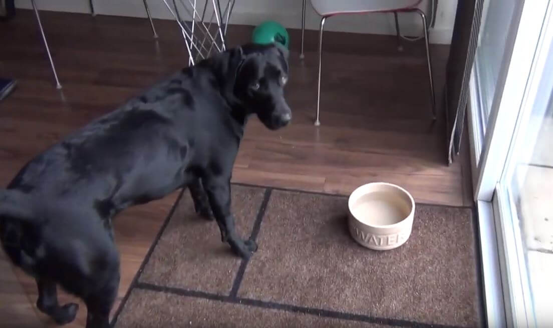 ラブラドールレトリーバー,動画