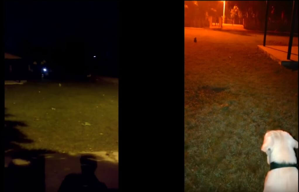 ラブラドールレトリーバー,動画