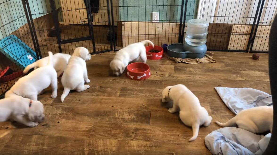 ラブラドールレトリーバー,動画