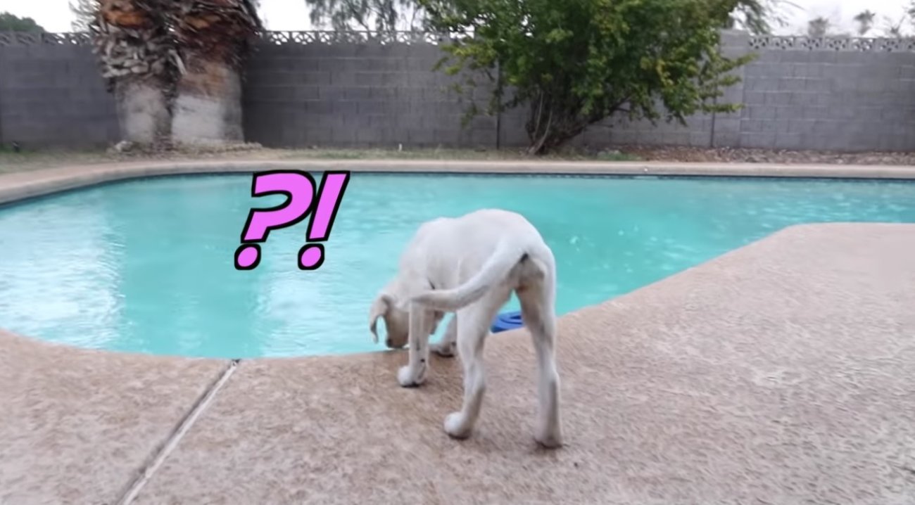 ラブラドールレトリーバー,動画