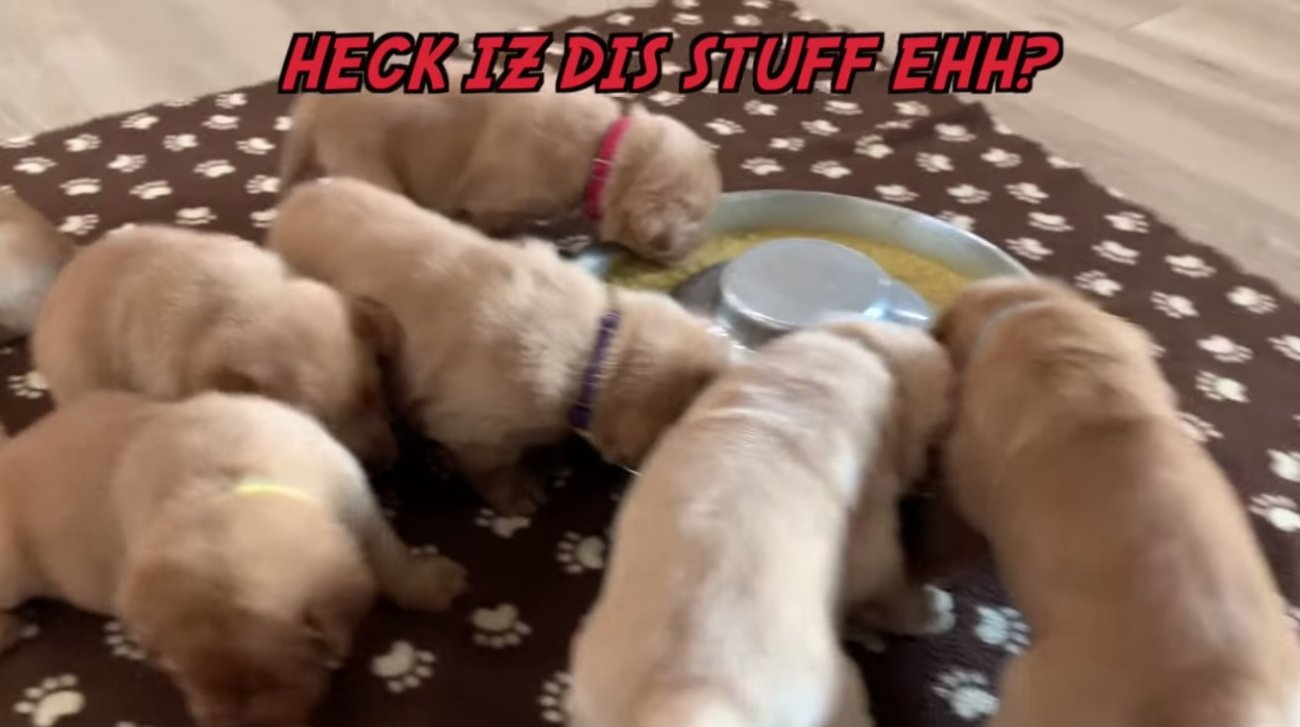 ラブラドールレトリーバー,動画