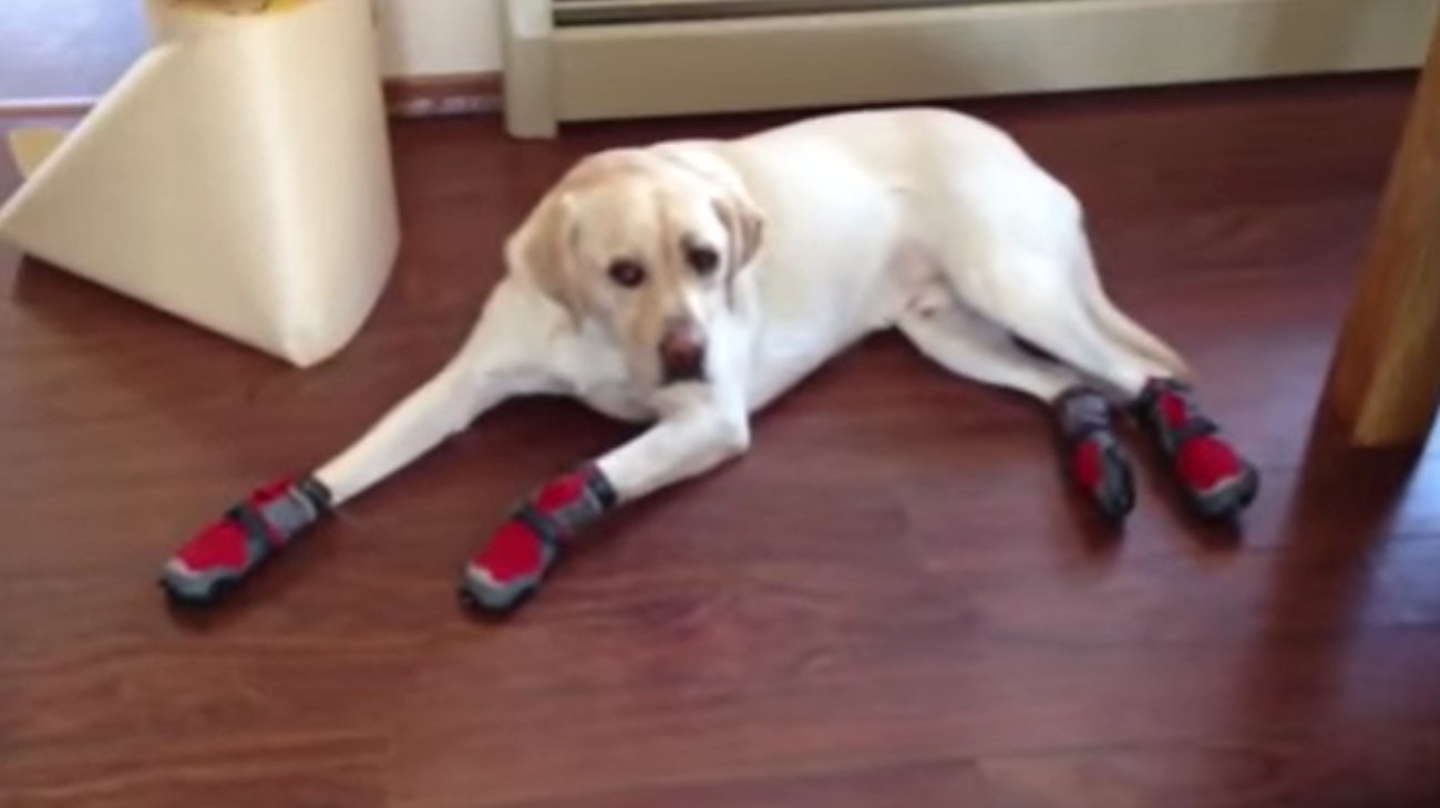 ラブラドールレトリーバー,動画