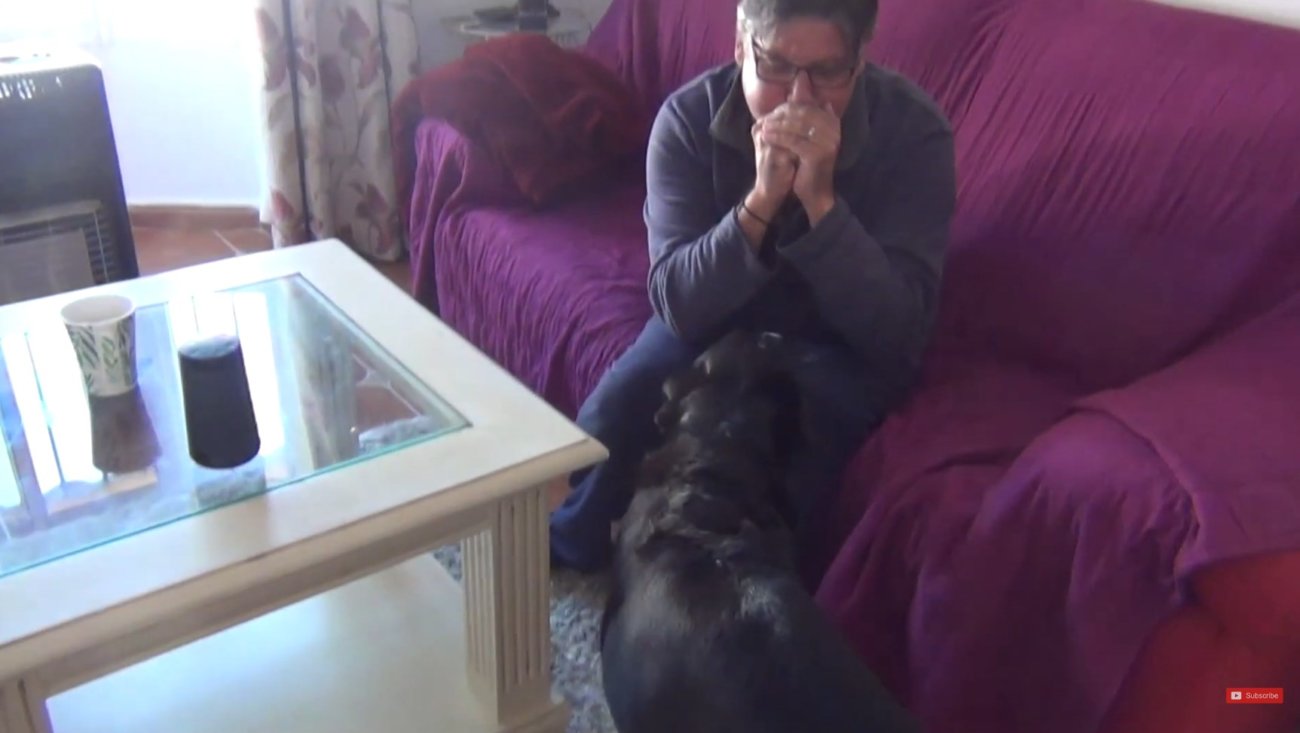 ラブラドールレトリーバー,動画