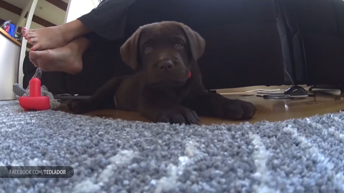 ラブラドールレトリーバー,動画