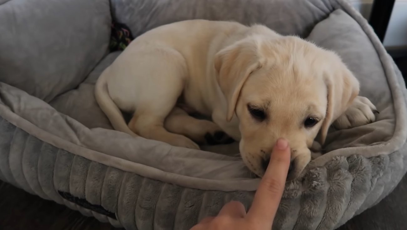 ラブラドールレトリーバー,動画