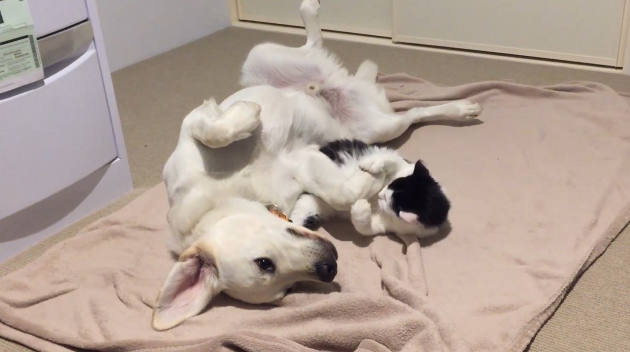 ラブラドールレトリーバー,動画